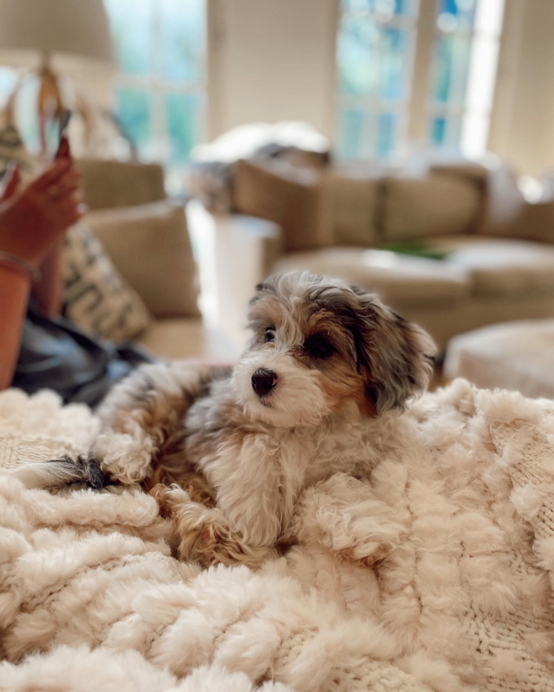 Cute Mini Aussiedoodle Pup in Houston TX