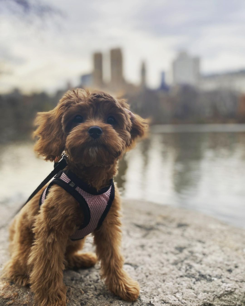 Little Cavoodle Poodle Mix Pup