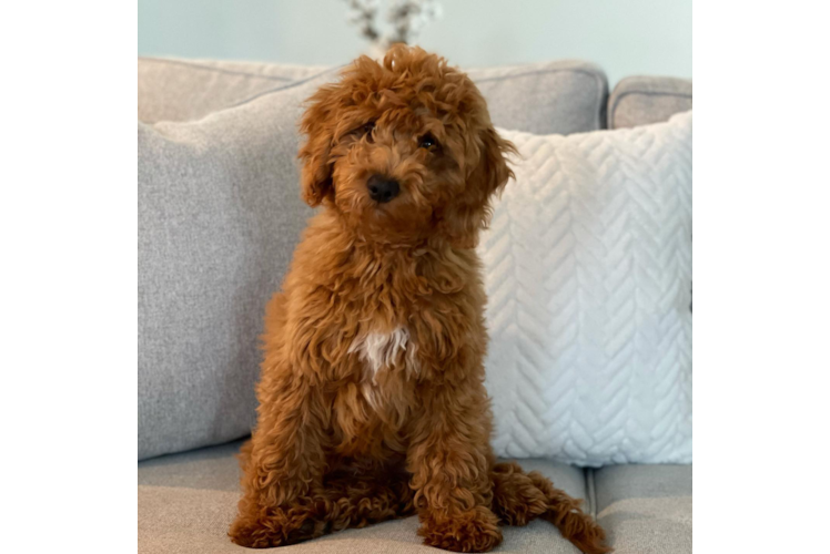 Popular Mini Goldendoodle Poodle Mix Pup