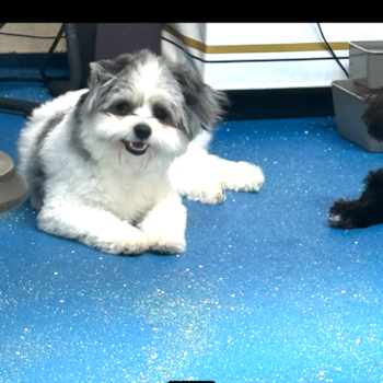 Adorable Pom Frise Designer Pup