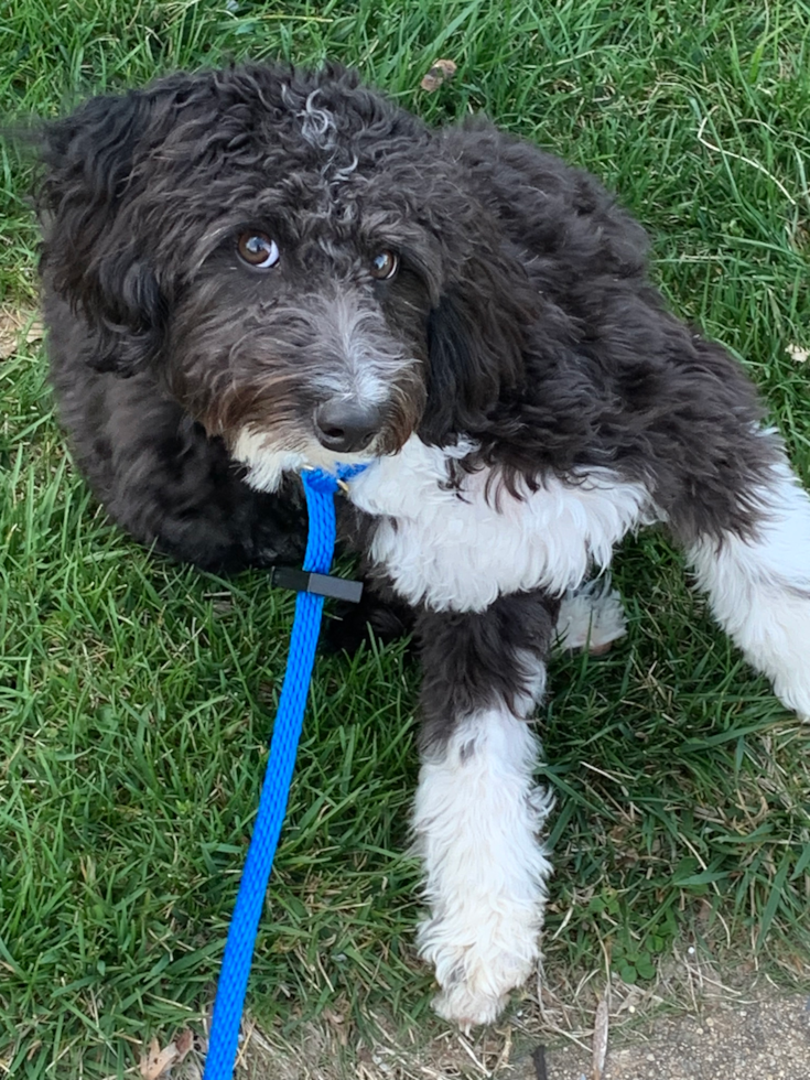 Happy Mini Aussiedoodle Pup in