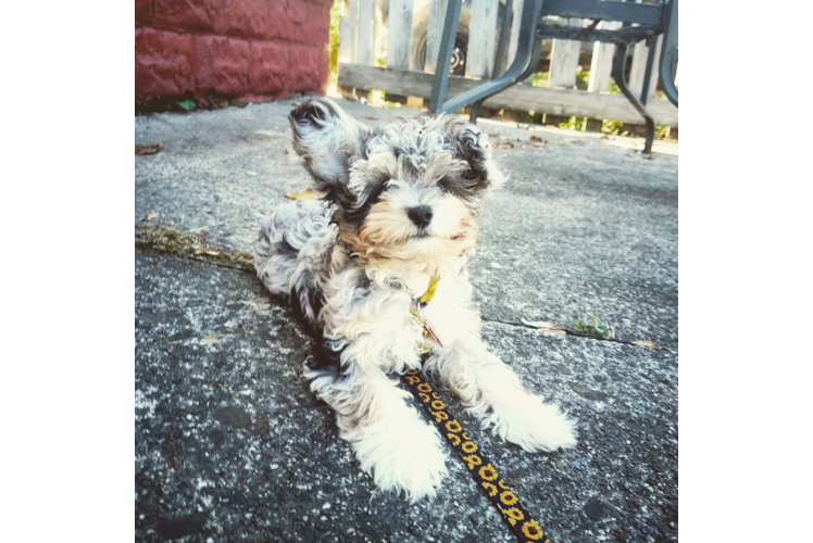 Little Aussiepoo Poodle Mix Puppy