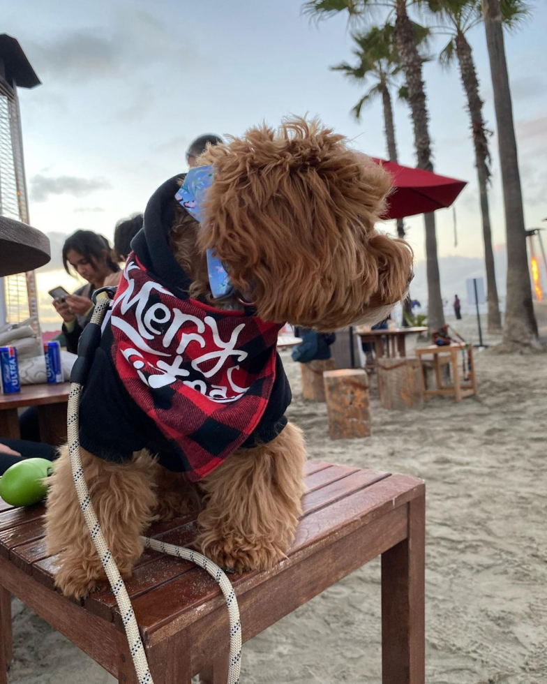 Popular Cavapoo Poodle Mix Pup