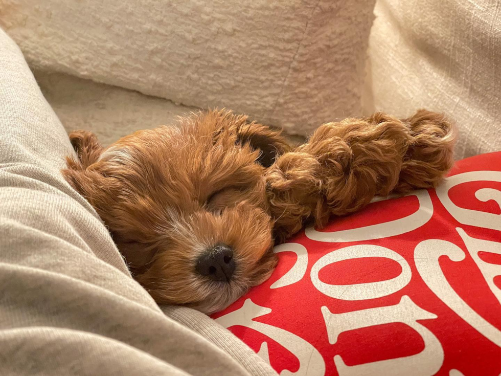 Cute Cavapoo Pup in Los Angeles CA