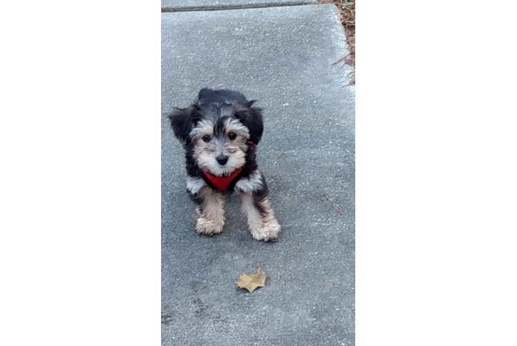 Morkie Puppy for Adoption