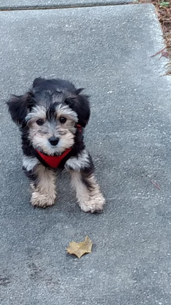 Playful Yorkie Designer Pup