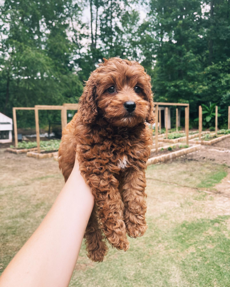 Hypoallergenic Cavoodle Poodle Mix Pup