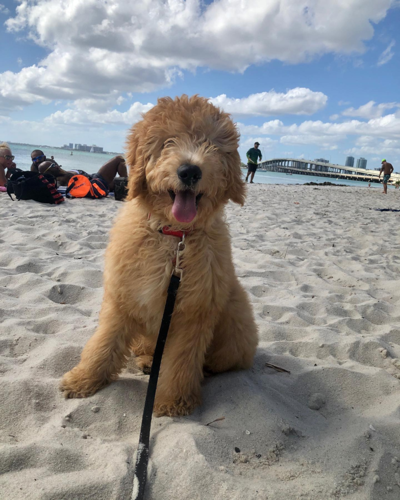 Mini Goldendoodle Being Cute