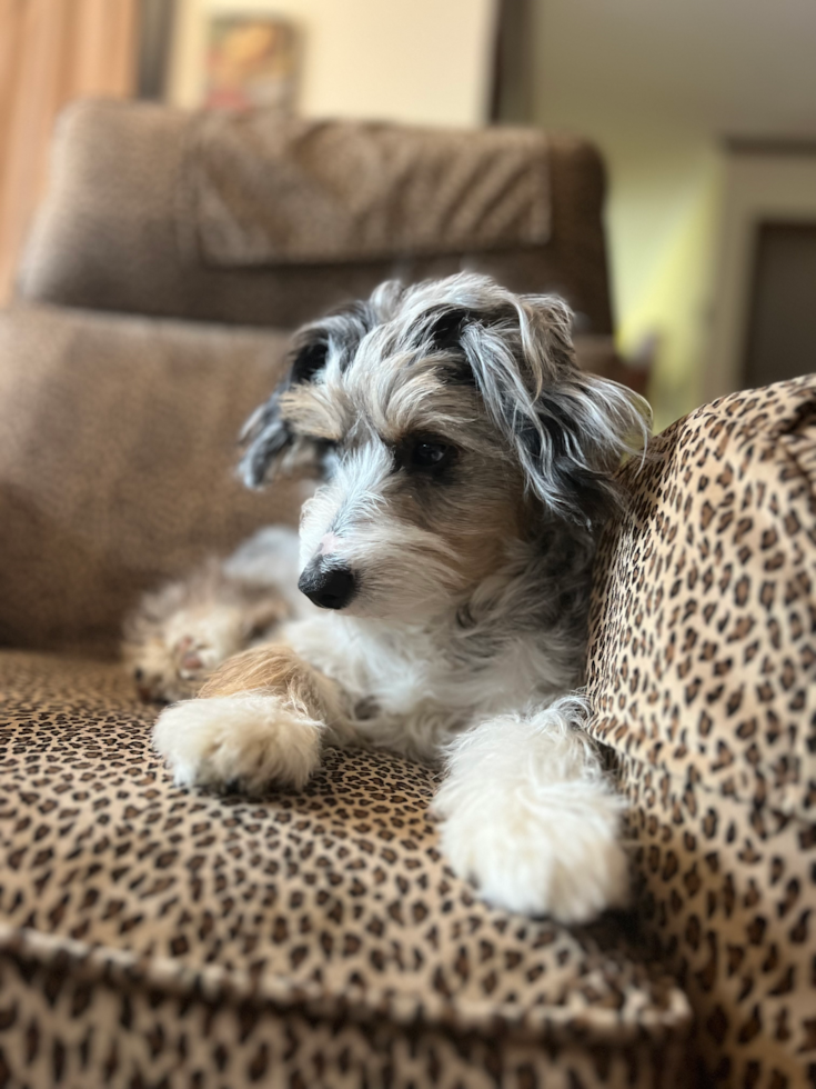 Mini Aussiedoodle Pup