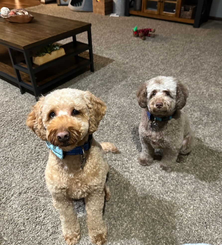 Sweet Mini Goldendoodle Pup in