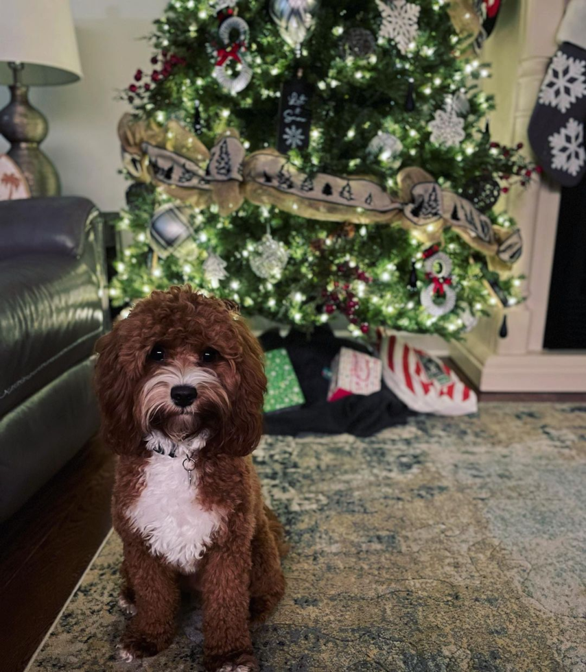 Sweet Cavapoo Pup in Hampton TN