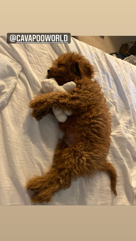 Sweet Cavapoo Pup in San Mateo CA