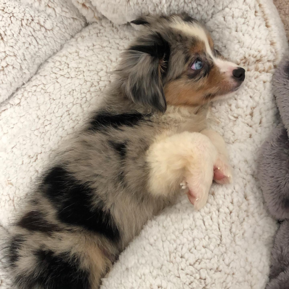 Happy Miniature Austrailian Shepherd Purebred Pup