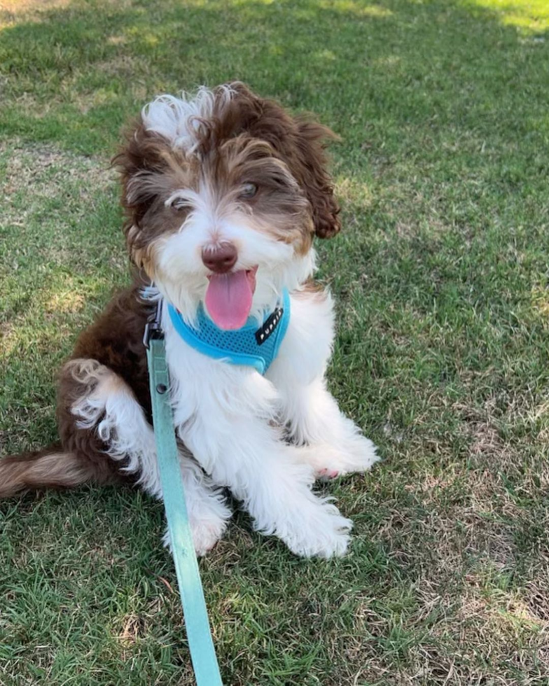 Mini Aussiedoodle Being Cute