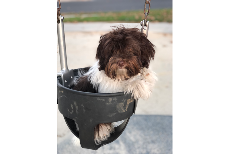 Funny Havanese Baby