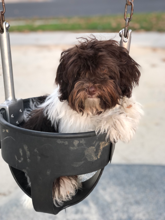 Hypoallergenic Havanese Pup