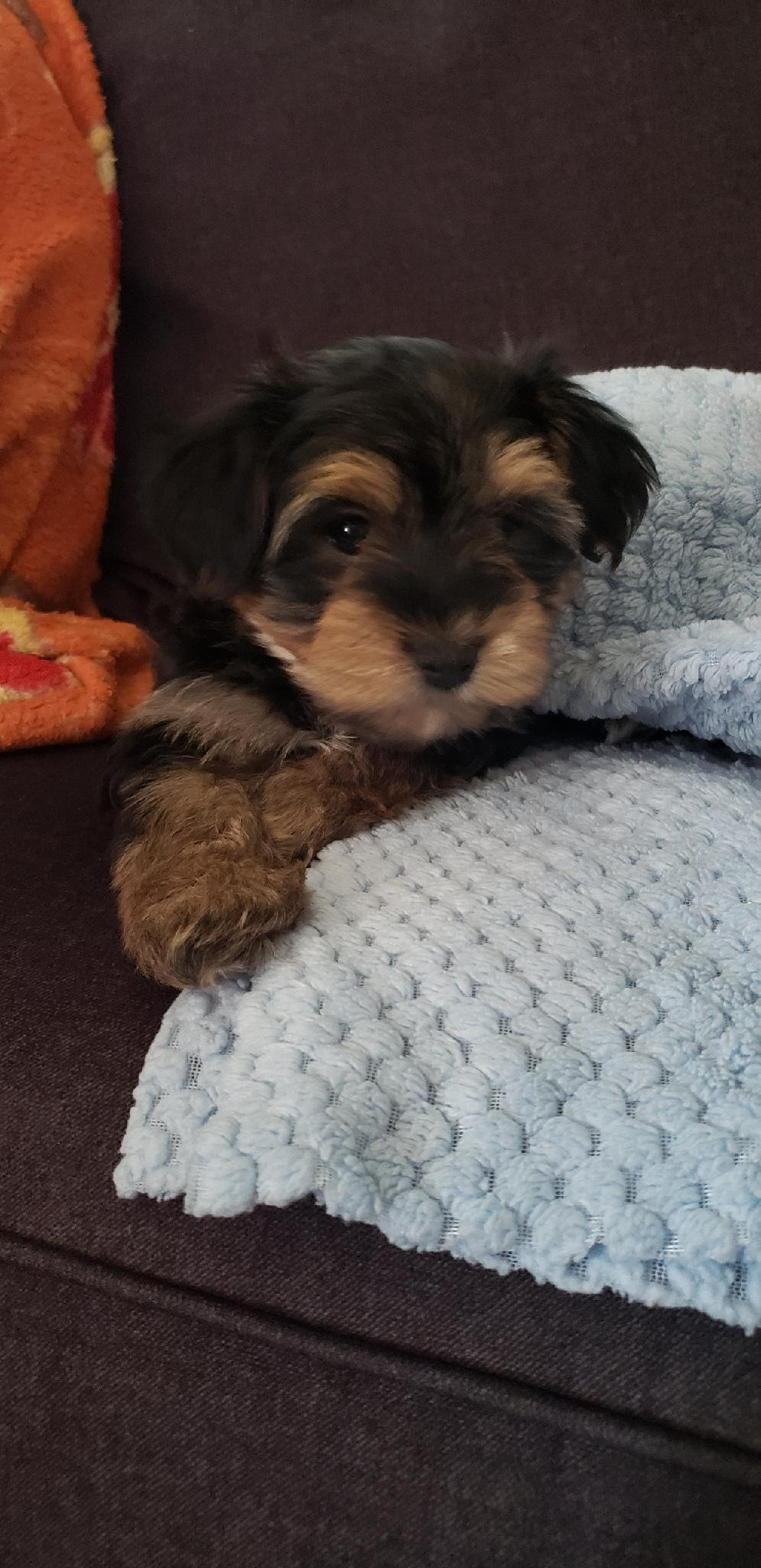 Friendly Morkie Baby