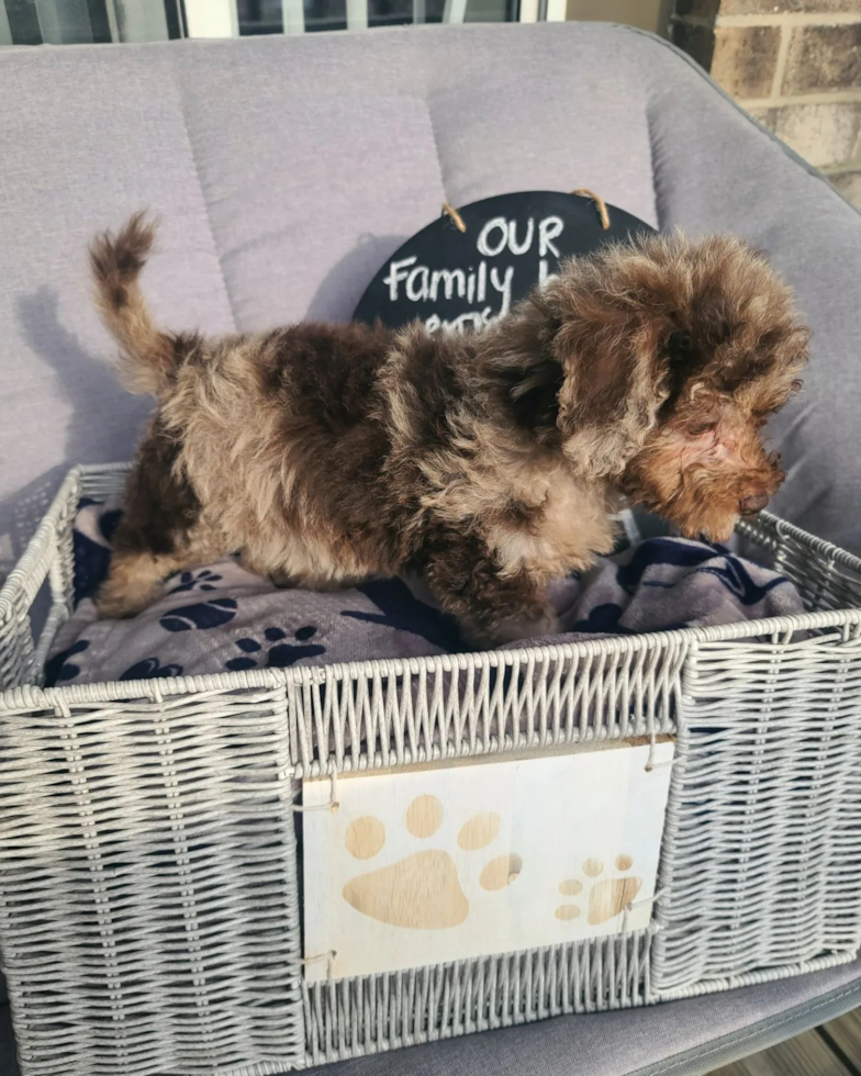 Wood Dale Mini Labradoodle Pup