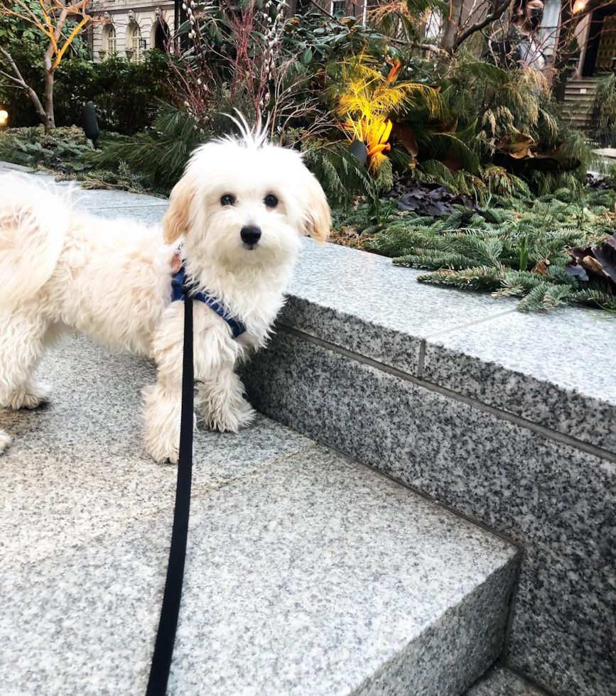 Happy Maltipoo Pup in New York NY