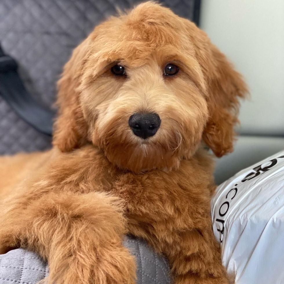 Mini Goldendoodle Being Cute