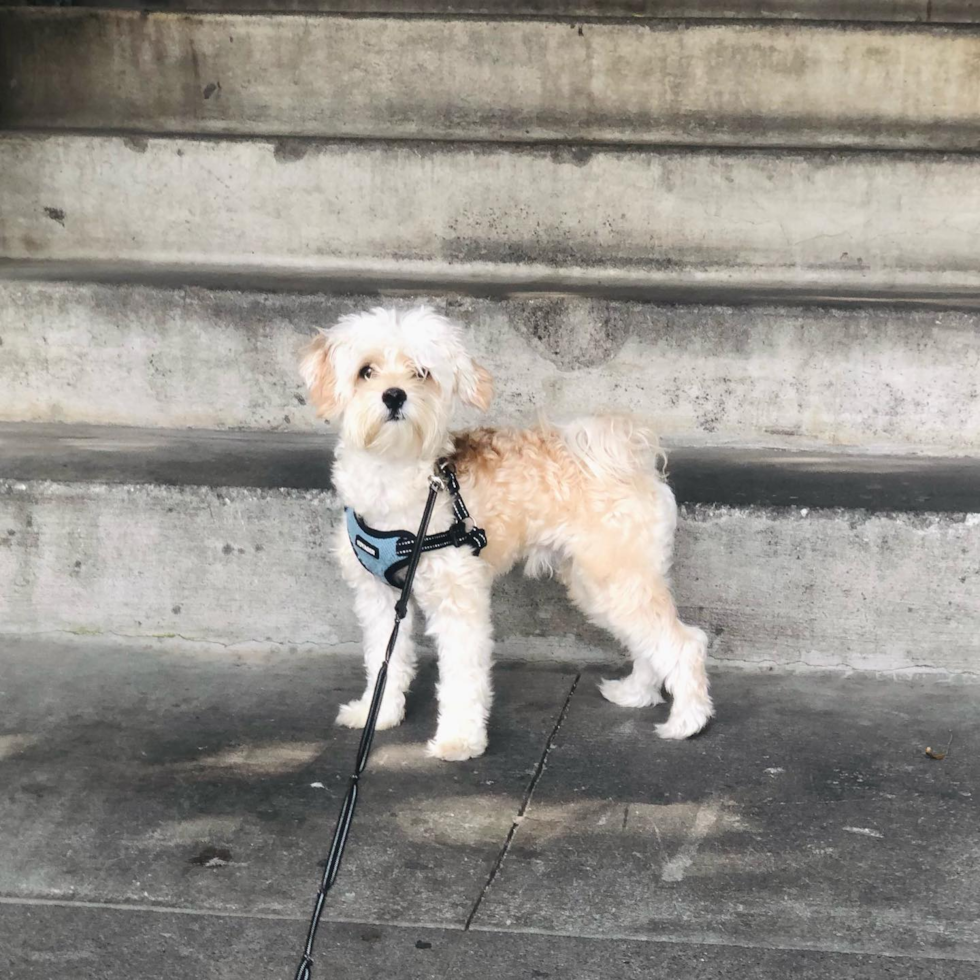 Popular Maltipoo Poodle Mix Pup