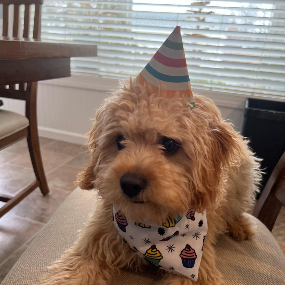 Playful Cavoodle Poodle Mix Pup