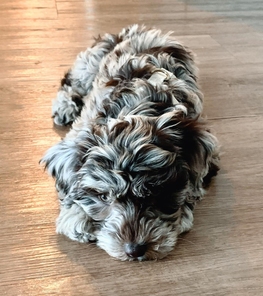 Happy Mini Labradoodle Pup in Stamford CT