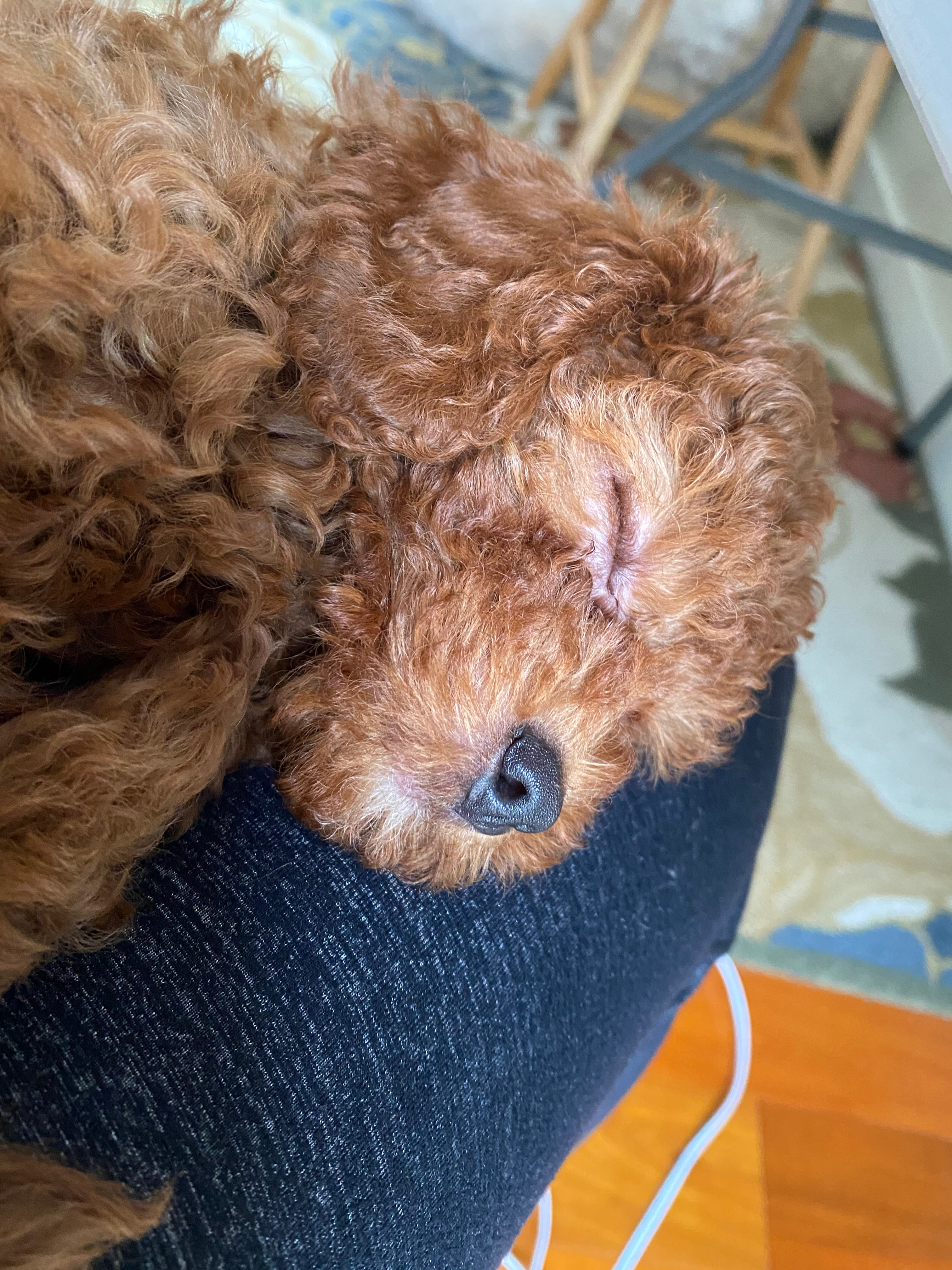 Friendly Cavapoo Baby