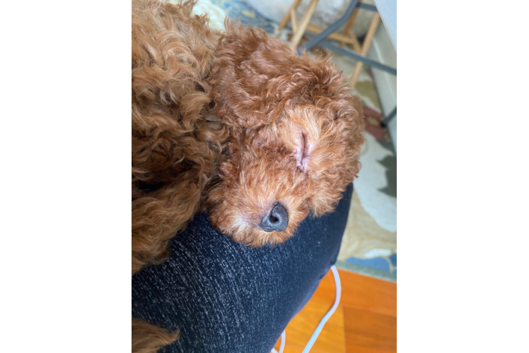 Friendly Cavapoo Baby