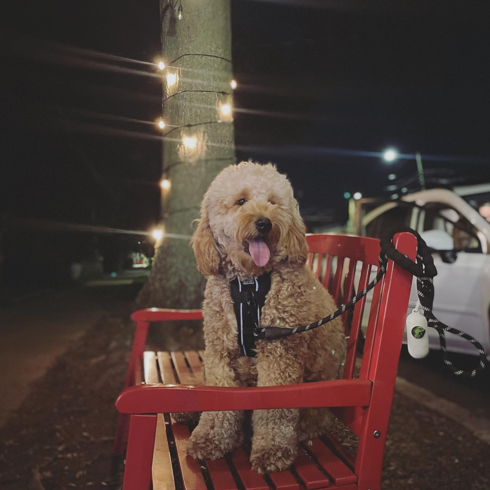 Mini Goldendoodle Being Cute