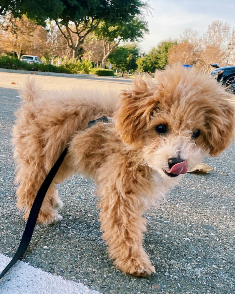 Funny Poochon Poodle Mix Pup