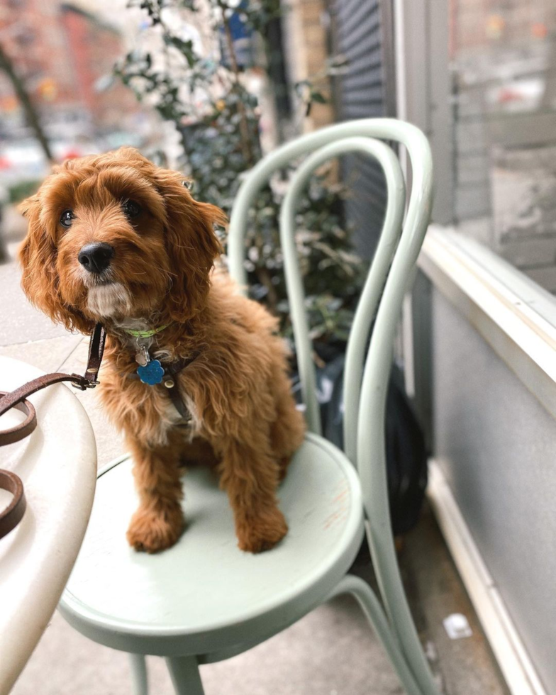 Smart Cavapoo Poodle Mix Pup