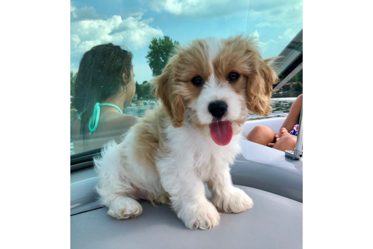 Best Cavachon Baby