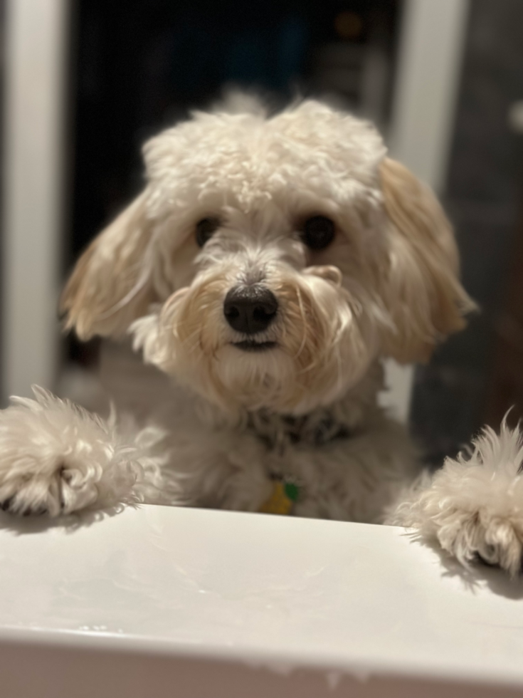 Cute Maltipoo Pup