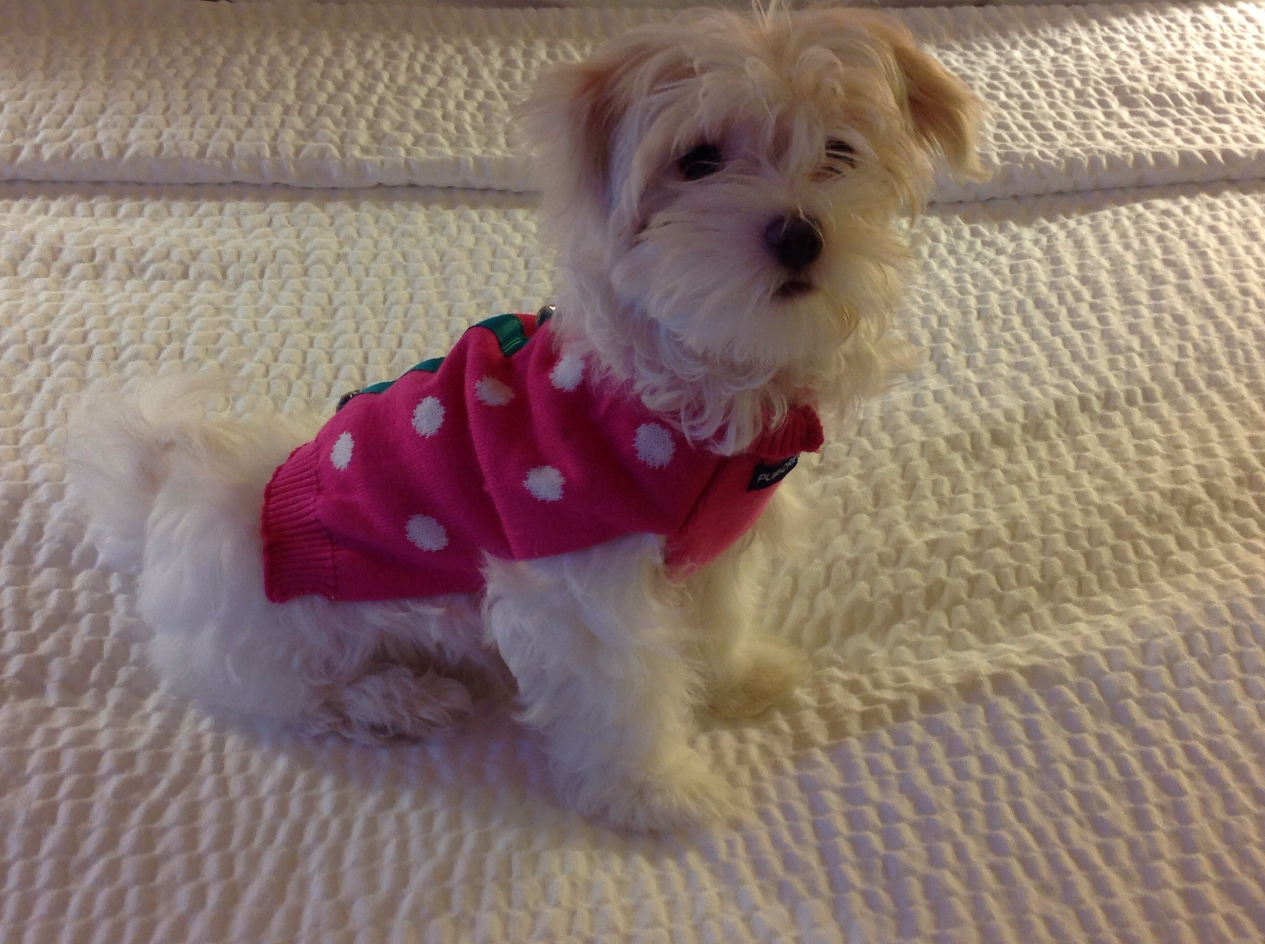 Havanese Pup Being Cute