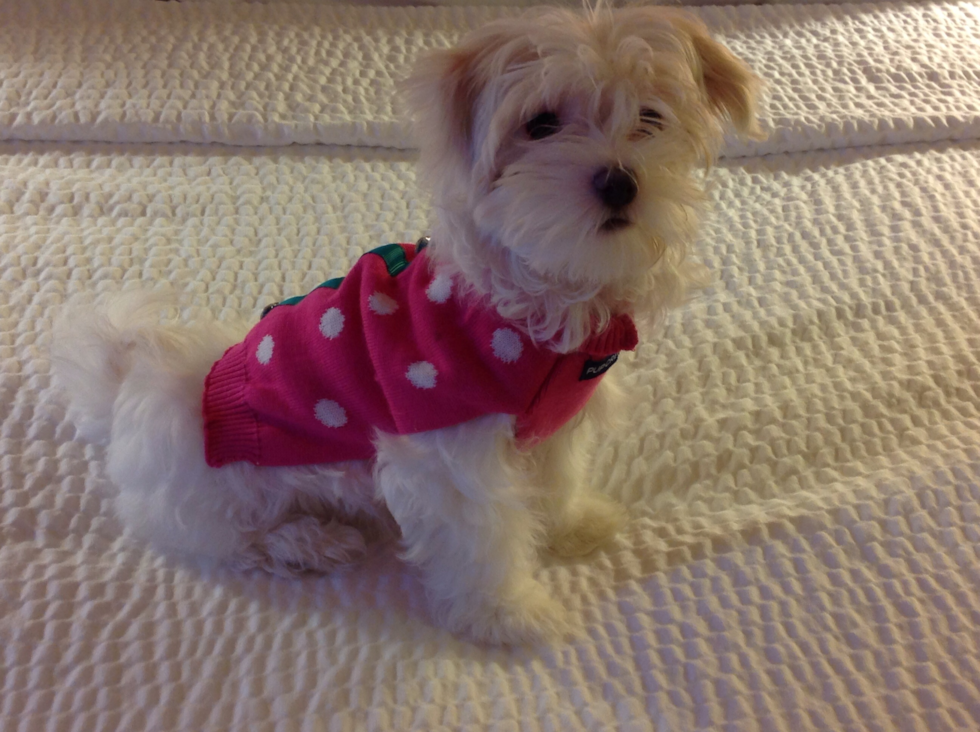 Playful Havanese Purebred Pup