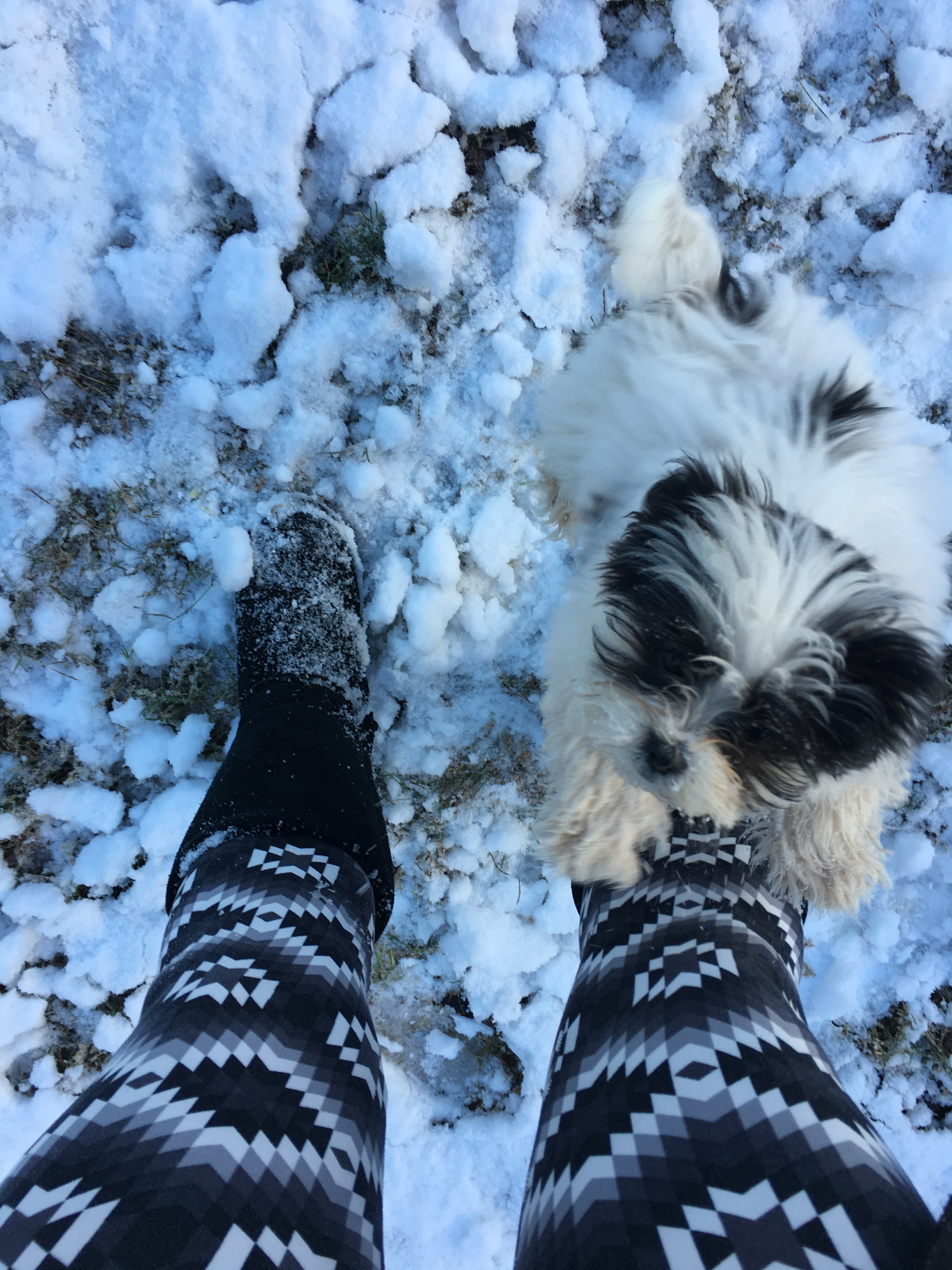 Teddy Bear Puppy for Adoption