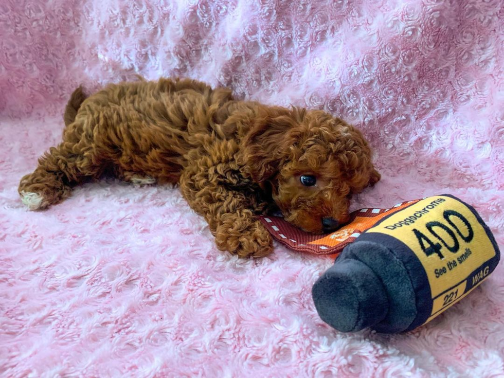 Yorba Linda Cavapoo Pup