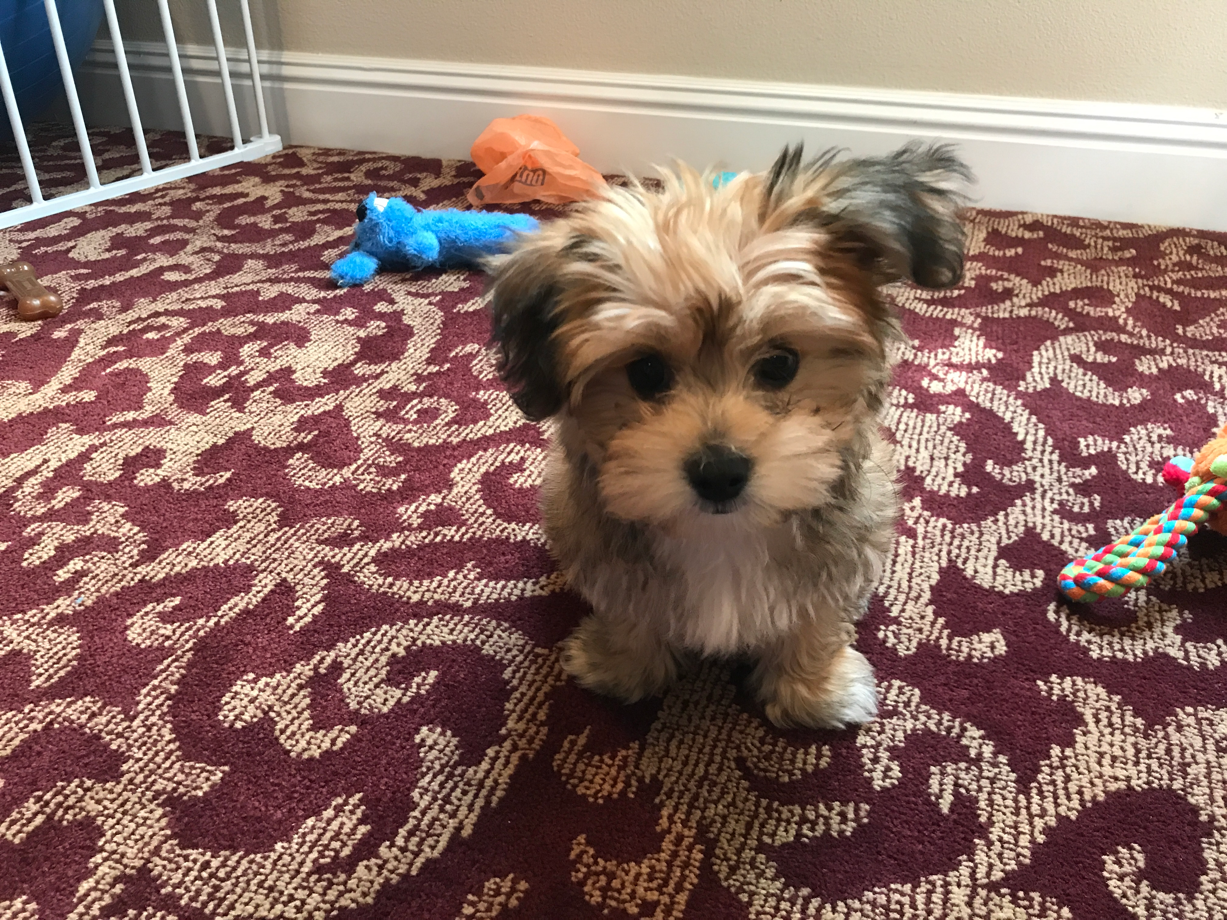 Morkie Pup Being Cute