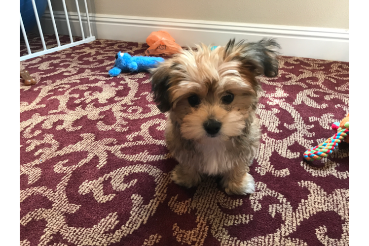 Morkie Pup Being Cute