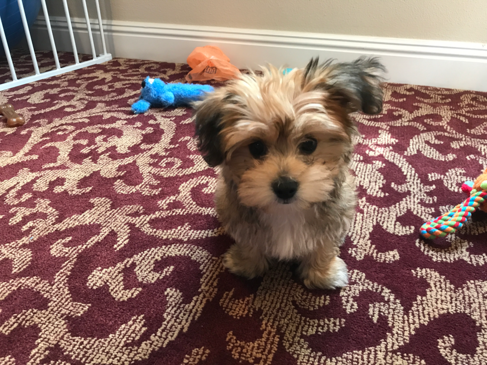 Sweet Morkie Pup in Yorba Linda CA