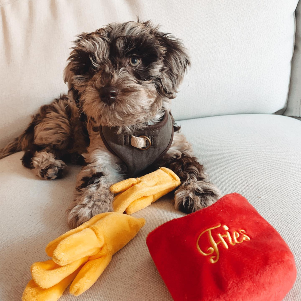 Cute Mini Labradoodle Pup