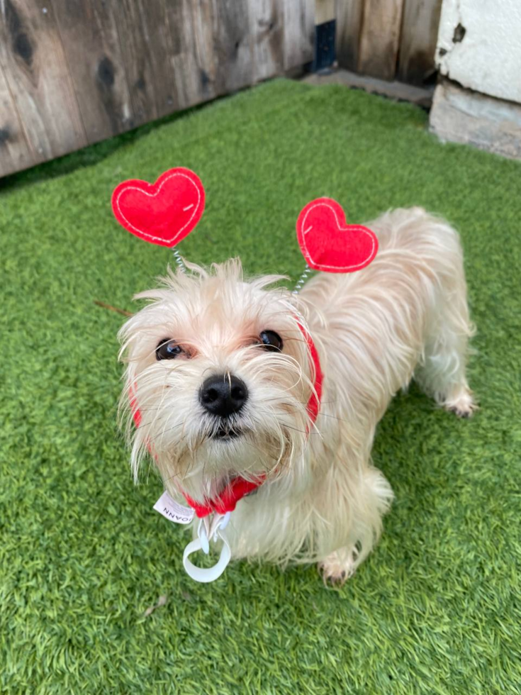 Friendly Morkie Pup