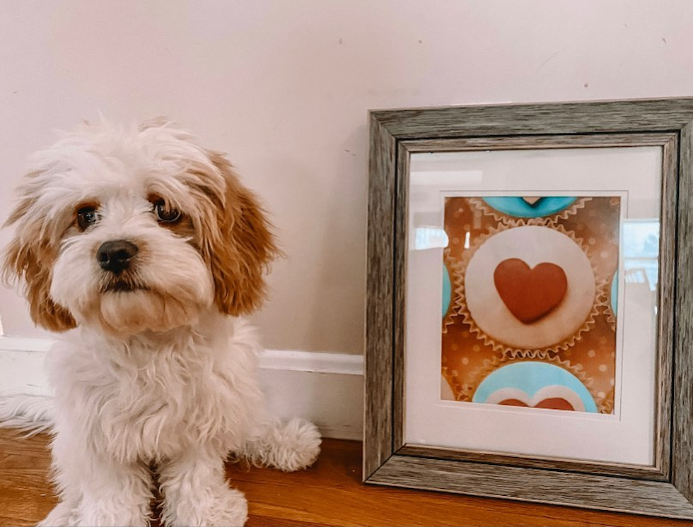 Cavachon Being Cute