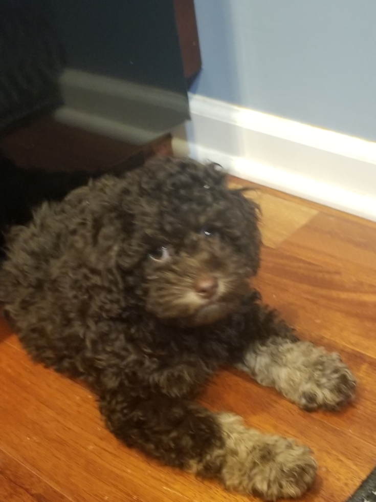 Little Cockerpoo Poodle Mix Pup