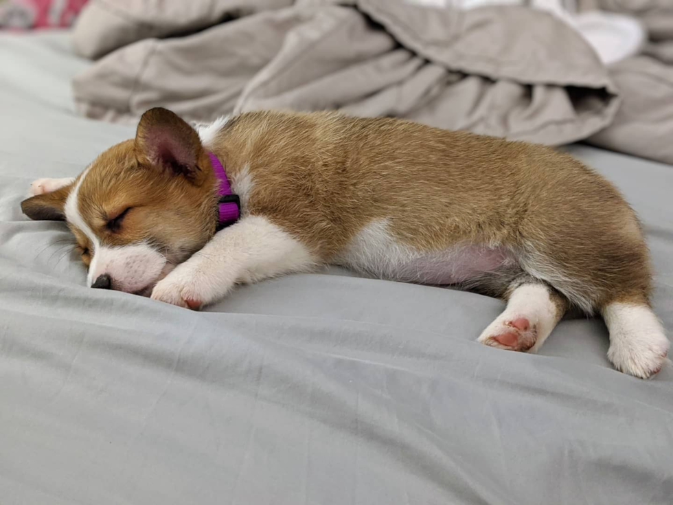 Fluffy Corgi Purebred Pup