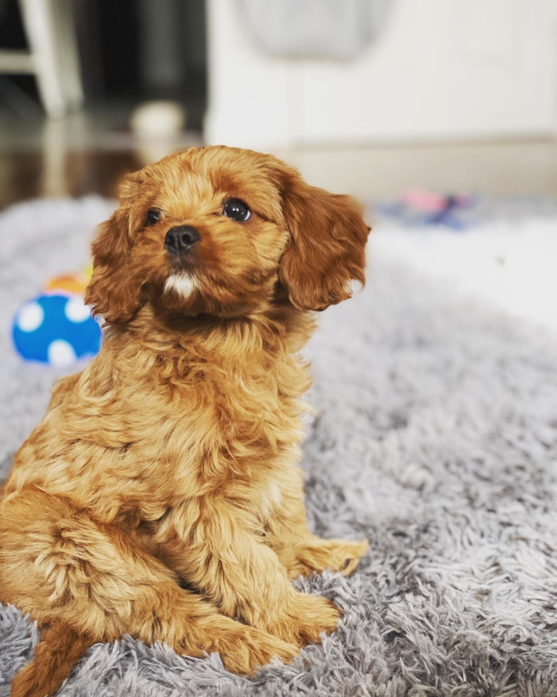 New York Cavapoo Pup