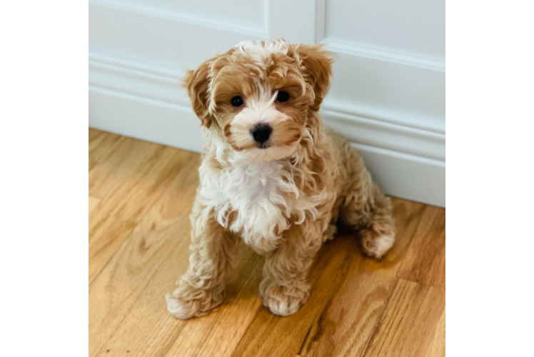 Hypoallergenic Maltese Poodle Poodle Mix Puppy