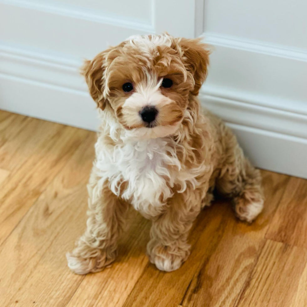 Smart Maltipoo Poodle Mix Pup