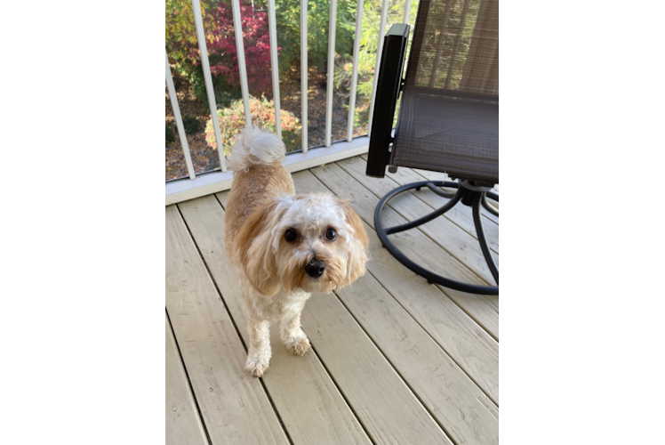 Popular Maltipoo Poodle Mix Pup